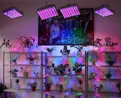 For instance, there are a lot of things to consider when first starting out, like buying the best led grow lights, providing enough space, getting all the right tools for the job, and etc. Indoor Gardening Best Lighting System Plant Lighting Best Led Grow Lights Led Grow Lights