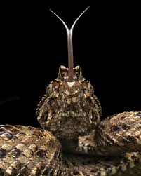 Image result for Steganotaenia hockii