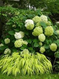 It thrives in moist soils with a slight acidity. 10 Aureola Japanese Forest Grass Hakonechloa Macra Live Plants Deer Hope Springs Plant Nursery Shade Garden Design Shade Garden Garden Shrubs