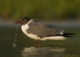Check spelling or type a new query. The Dangers Of Fishing Line And Hooks For Birds And Other Wildlife On The Wing Photography
