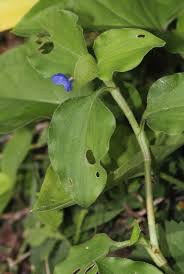 Image result for Commelina benghalensis