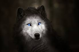 See more ideas about white wolf, wolf with blue eyes, beautiful wolves. Fantastic White Wolf With Blue Eyes Desktop Wallpapers 1920x1080