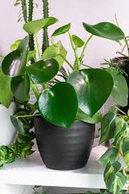 Maybe you would like to learn more about one of these? How To Care For And Propagate A Peperomia Raindrop