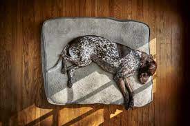 Suchen sie nach doggy bed auf searchandshopping.org. Best Orthopedic Dog Beds For Senior Pets Great Pet Care