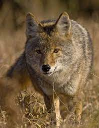 Coffeenuts Wolf Life Beautiful Wolves Texas Animals