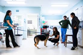 The pet emergency & specialty center in san diego is looking to add an emergency veterinarian to their 24/7 emergency hospital that provides excellent care to southern san diego. Mauldin Urgent Care Vet Is Working To Fill A Need In Greenville County