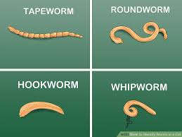 How To Identify Worms In A Cat 14 Steps With Pictures
