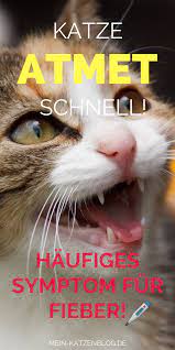 pin auf katzen gesundheit