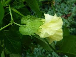 Image result for Gossypium