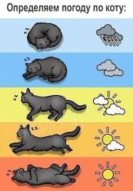 pinterest vsemirnyj katalog idej povedenie koshki smeshnye kotyata koshachi igrushki