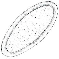 Image result for Raphidiocystis