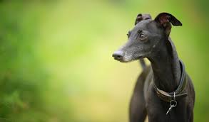 The italian greyhound is a small, miniature dog with exceptionally long legs. Italian Greyhound Dog Breed Information