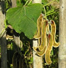 Image result for Mucuna pruriens