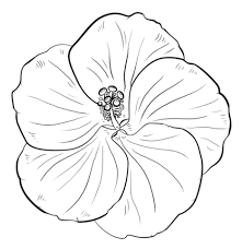Yellow Hibiscus Coloring Page Free Printable Coloring Pages Flower Drawing Tutorials Drawings Flower Drawing