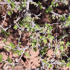 Image result for Lannea asymmetrica