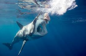 During this period, it looses 22% of its body weight. When You Hear How Long These Animals Go Without Eating Your Tummy Will Grumble Viralnova