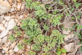 Image result for Actiniopteris semiflabellata