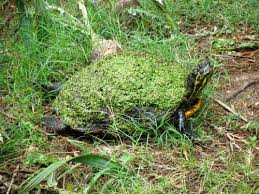 32 Examples Of Camouflage In Nature Project Learning Tree