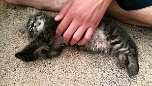 It has a distinctive physical appearance and valuable hunting skills. Wichita Falls Tx Maine Coon Meet Magnus A Pet For Adoption