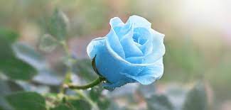 Coming from a background of top end visual merchandising as well as being involved with and. Blaue Blume Die Top 5 Fur Den Garten Balkon
