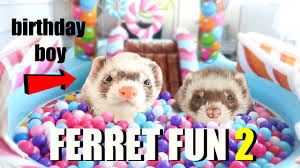 SPOILING My Cute Pet Ferrets (Insane Ferret Fun Part 2) - YouTube