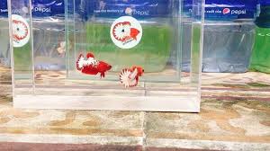 It has a population of 57,013. Ho Thanh On Instagram Orange Red Breeder Wsman Wsmanhothanh Bettavietnam Bettaindonesia Cupangindonesia Cupang Cupanghias Betta Cupang Red Orange