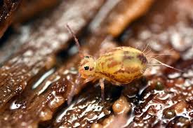 Image result for Dicoma arenaria