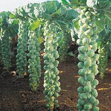 Maybe you would like to learn more about one of these? Brussels Sprout Cultivation Information Agri Farming