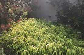 Image result for Hackelochloa