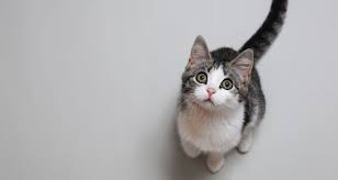 Therefore, if you are aching to buy a flat faced cat or a smashed face kitten, then consider these 10 flat faced cats. Interesting Details Of A Cat With A Smushed Face Catopia Cafe