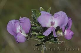 Image result for Podalyria calyptrata