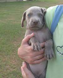 Circle City Weim Puppies For Sale Weimaraner Puppies Puppies Puppies For Sale