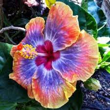 Voodoo Queen Hibiscus Sold At Maas Nursery In Seabrook Texas Hibiscus Plant Flowers Perennials Hibiscus Rosa Sinensis