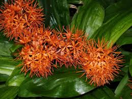 Image result for Scadoxus cinnabarinus