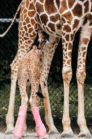 Memphis Zoo Meet Mashamba Our Newest Baby Giraffe Her Facebook