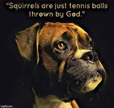 Check spelling or type a new query. Dog Days Of Summer Imgflip