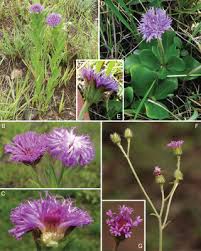 Image result for Ethulia vernonioides