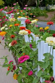 Whimsy With Beautiful Zinnias Heat Tolerant Flowers Flower Garden Design Beautiful Flowers Garden