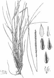 Image result for Anthephora