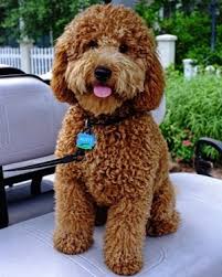 Find out more about the breed, plus we'll give you some tips on finding a reputable breeder of mini goldendoodle puppies. Adult Mini Goldendoodle Pictures