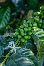 Image result for Coffea sp. A