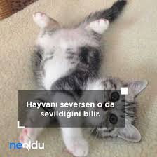 Hayvan Sevgisi Ile Ilgili Sozler Hayvanlarla Ilgili En Guzel Sozler
