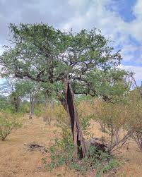 Image result for Nuxia oppositifolia