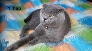scottish fold cinsi kediye hap yutturma youtube