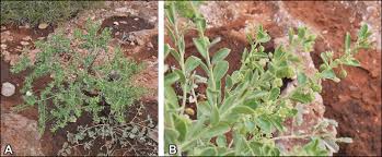 Image result for Phyllanthus glaucophyllus