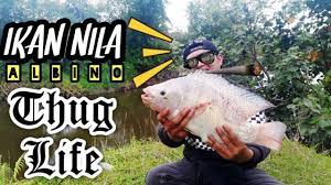 Pembenihan ikan nila bisa dilakukan secara alami dengan peralatan sederhana. Mancing Nila Putih Nila Albino Ikan Langka Youtube