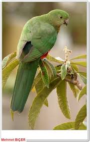 Avustralya Kral Parrot Papaganlar Hayvanlar Kus