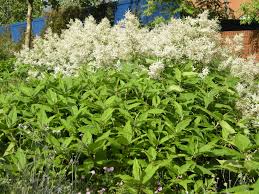 Image result for Persicaria