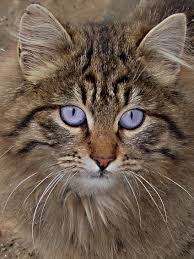 ‪Cats - Wikiquote‬‏