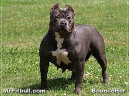 Love The Breed Pitbull Puppies Pitbulls Rottweiler Puppies